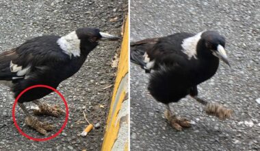 Tragic photos highlights common backyard mistake: 'Death sentence'
