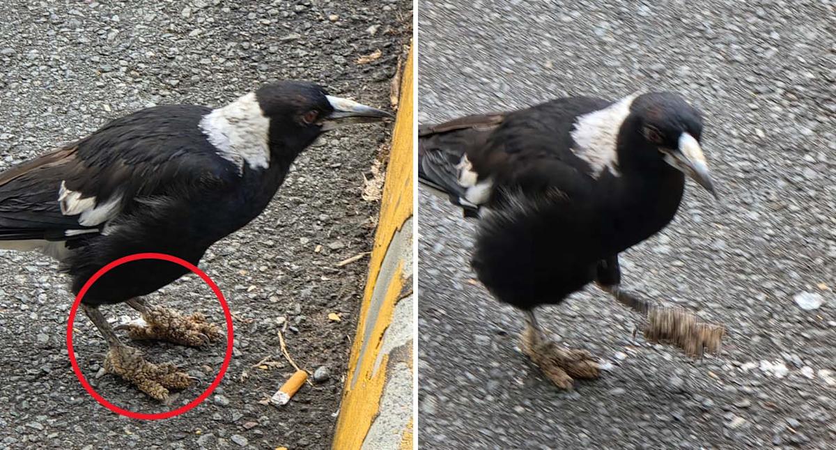 Tragic photos highlights common backyard mistake: 'Death sentence'