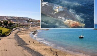 Canarian Weekly - Dead baby whale found on Fañabe Beach in Costa Adeje