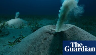 A seadragon and flushing worms: Environmental Photography award winners – in pictures | Art and design