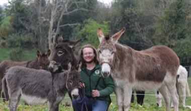 Meet the Co Down man using donkey-assisted therapy to boost mental health in schools