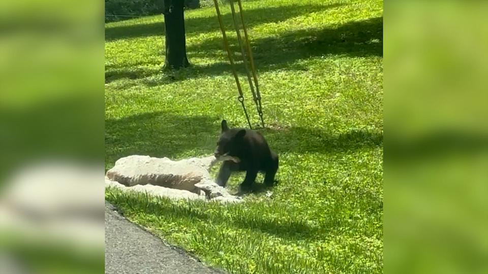 A bear cub was caught on video in South Knoxville recently.