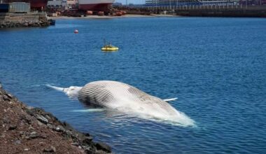 Canarian Weekly - 16 metre dead whale discovered off the coast of Gran Canaria