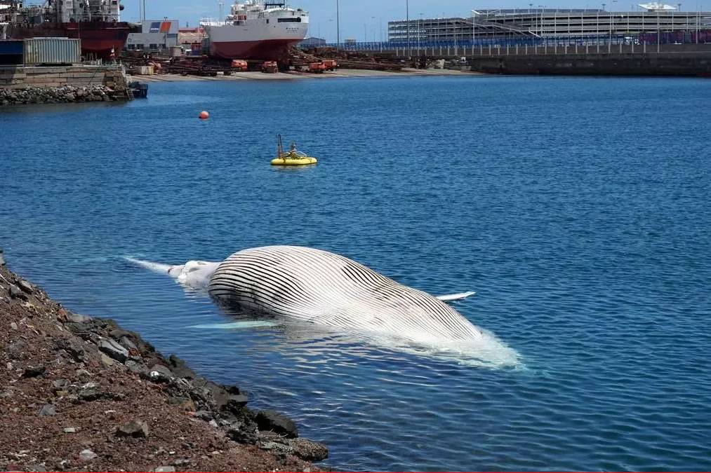 Canarian Weekly - 16 metre dead whale discovered off the coast of Gran Canaria