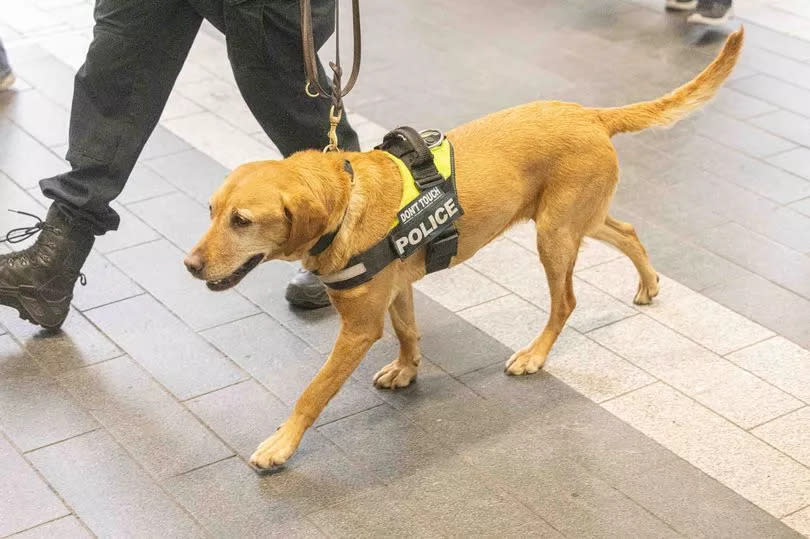 WMP Operation Fearless on and around New Street and the station on May 21. Pictured: Police sniffer dog.