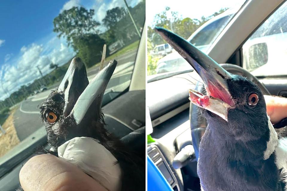 Two magpies with broken beaks. 
