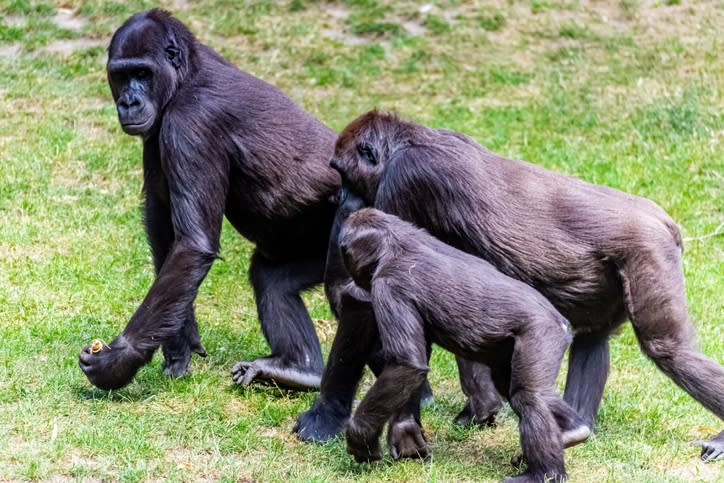 Three gorillas stand on grass, two younger ones closely following the adult. They appear to be in a natural habitat