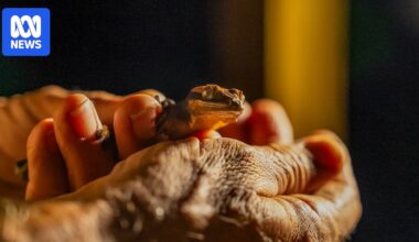 Geckos are hot property in the pet trade — and poachers are scouring New Caledonia's forests for them
