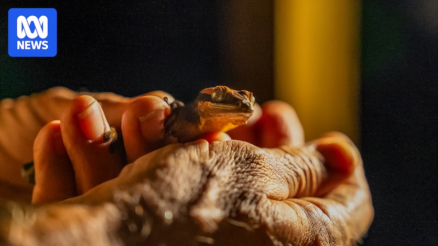 Geckos are hot property in the pet trade — and poachers are scouring New Caledonia's forests for them
