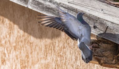 European city enlists falcons to solve its 'pigeon problem' | World | News