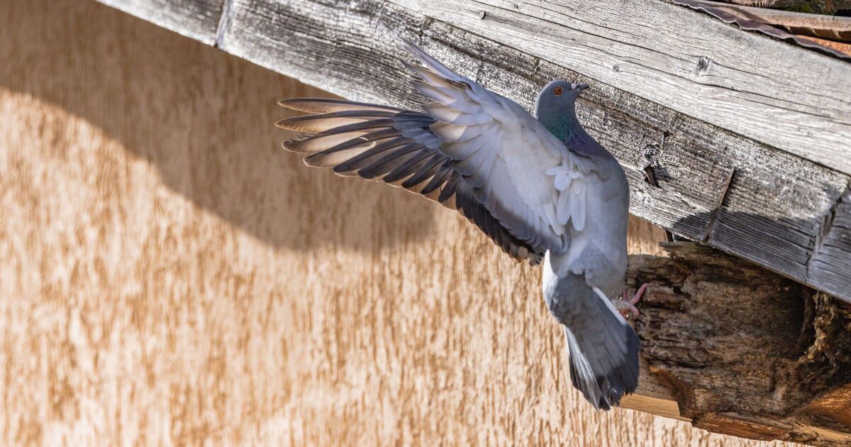 European city enlists falcons to solve its 'pigeon problem' | World | News