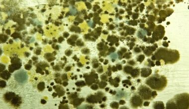 Killer fungus causes 1.7m deaths annually | Science | News
