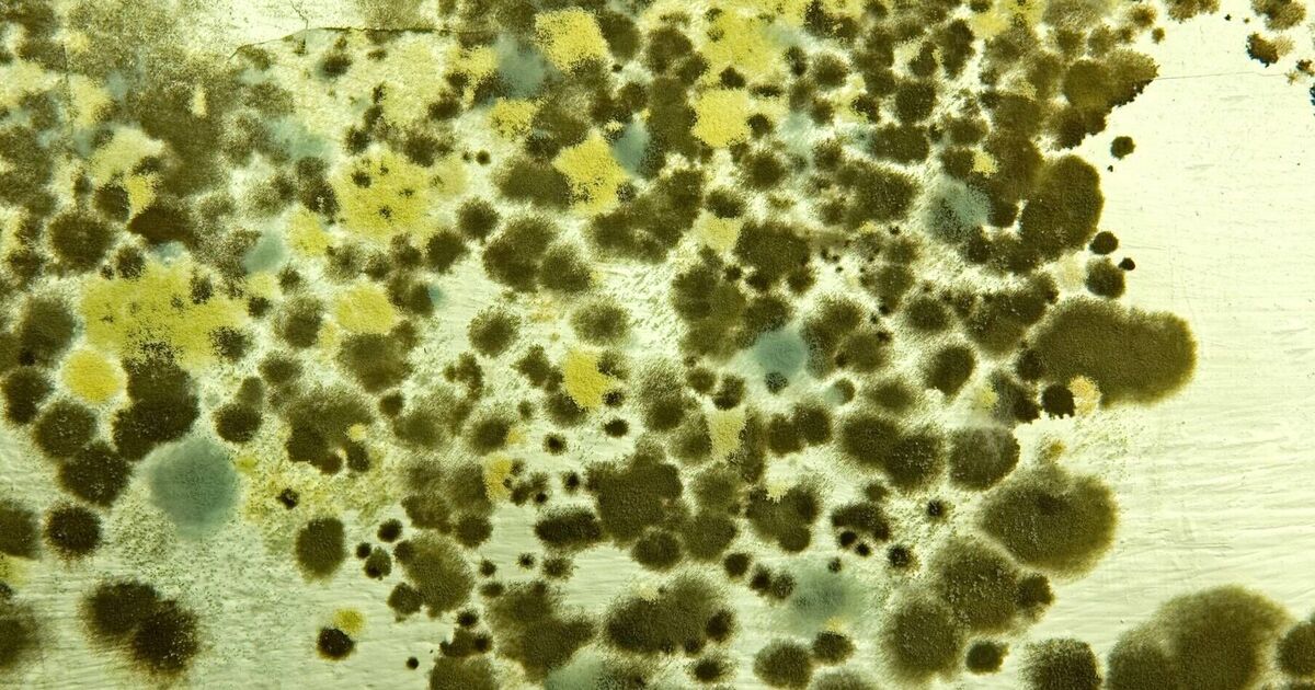 Killer fungus causes 1.7m deaths annually | Science | News