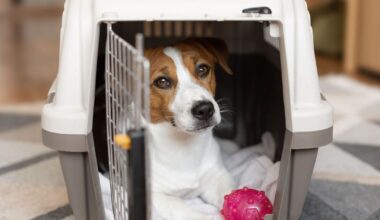 Labour pushes for cats, dogs and ferrets to regain EU freedom of movement in Brexit reset | UK | News