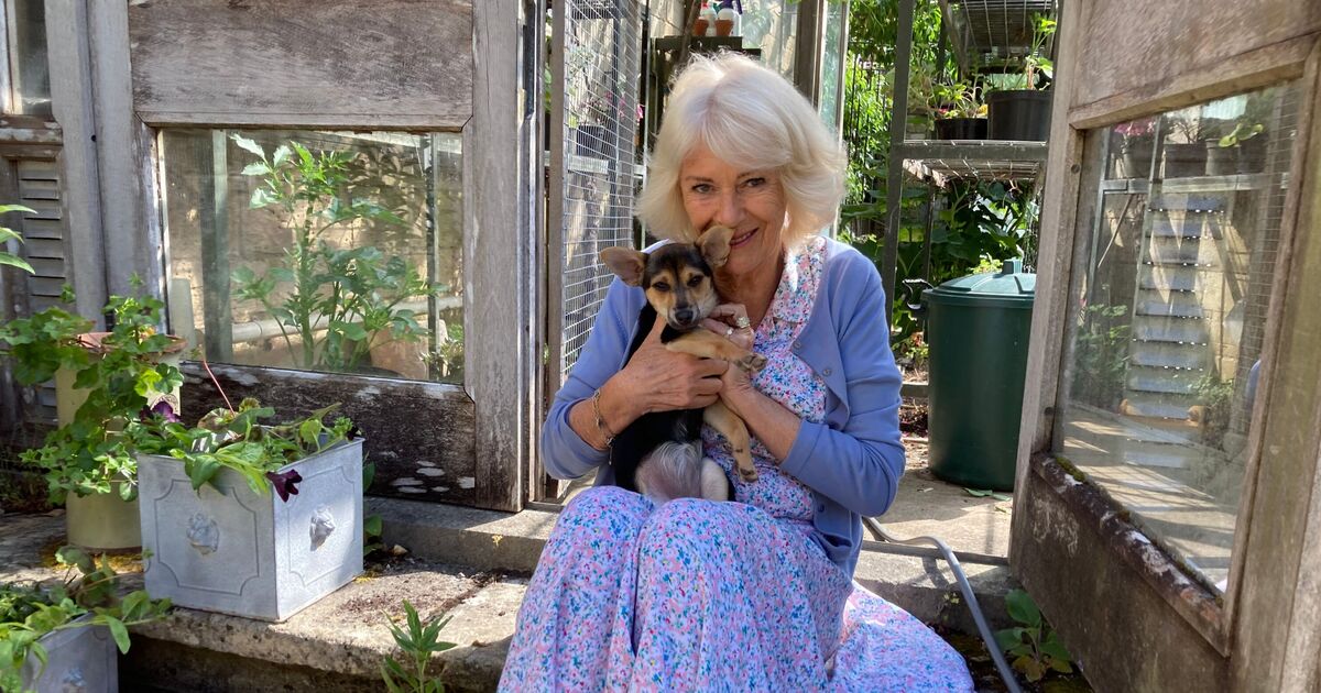 Queen Camilla introduces new family member ahead of sweet event | Royal | News