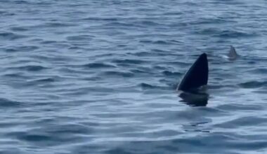 Spain frenzy as shark that can grow to 32.8ft spotted near city popular with Brits | World | News