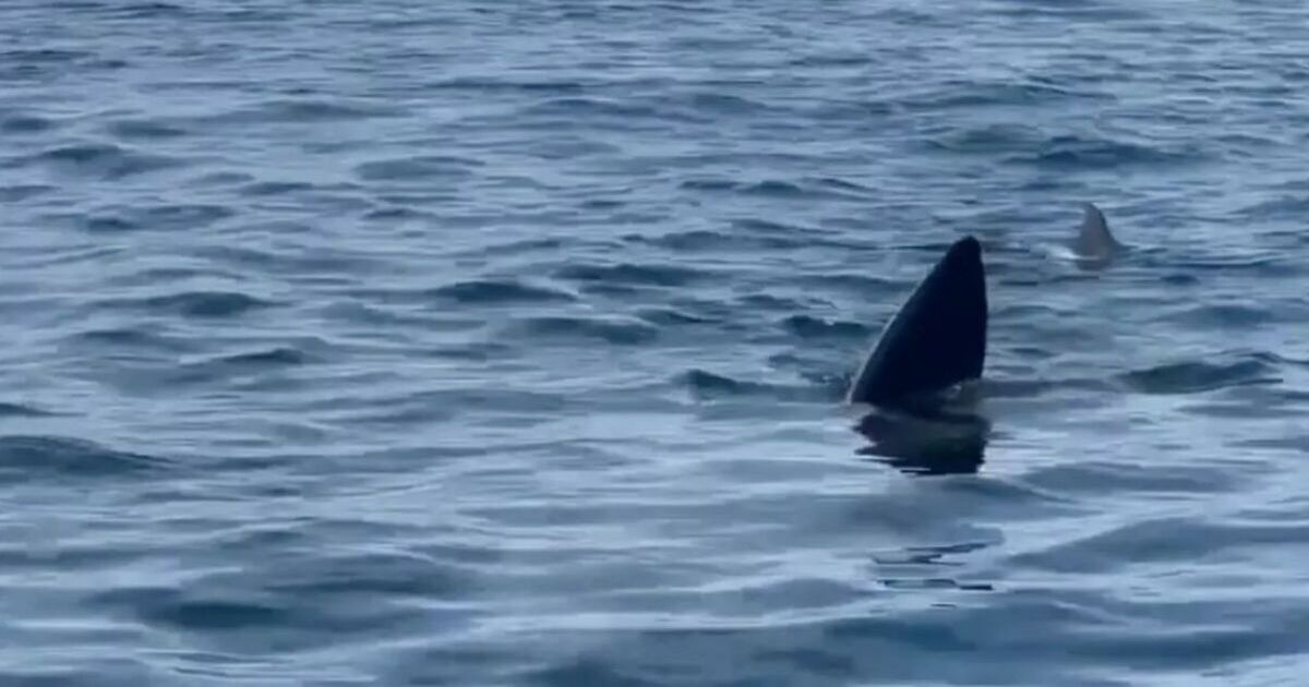 Spain frenzy as shark that can grow to 32.8ft spotted near city popular with Brits | World | News