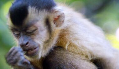 The remote island where monkeys are stunning scientists with never seen before behaviour | World | News