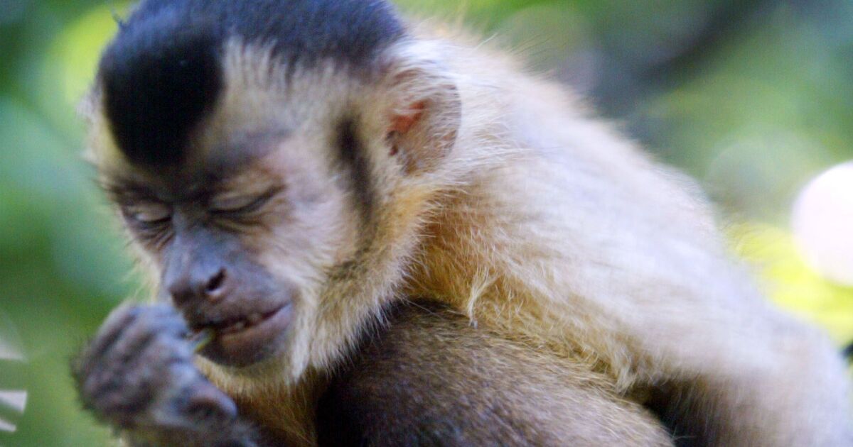 The remote island where monkeys are stunning scientists with never seen before behaviour | World | News