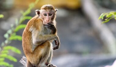 Watch the incredible moment monkey in China 'performs operation' on wo | World | News