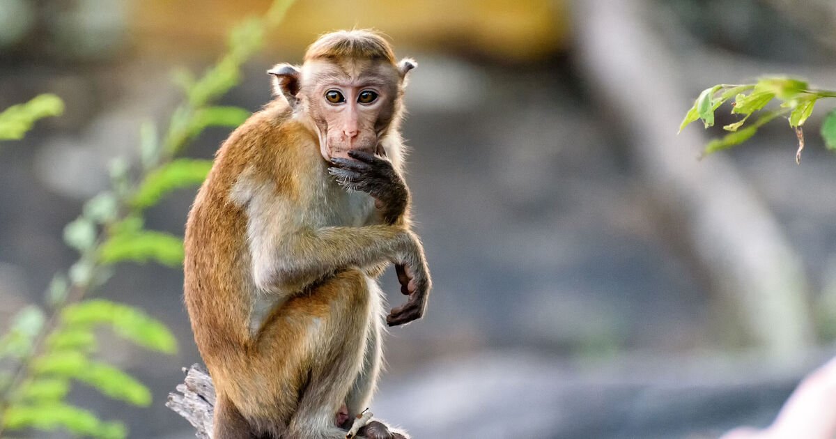 Watch the incredible moment monkey in China 'performs operation' on wo | World | News