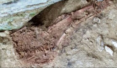 Archaeologists confirm first 'hybrid child' showing humans' love of Neanderthals | World | News