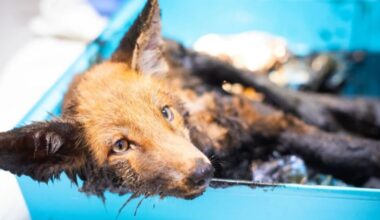 Heartbreak as fox cub 'stuck to the road' after being coated in bitumen in 'horrific case' | UK | News