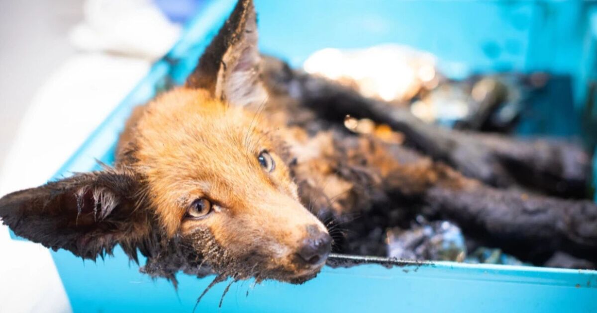Heartbreak as fox cub 'stuck to the road' after being coated in bitumen in 'horrific case' | UK | News