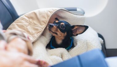 Taking pets to EU may become easier with possible Brexit rule change | Travel News | Travel