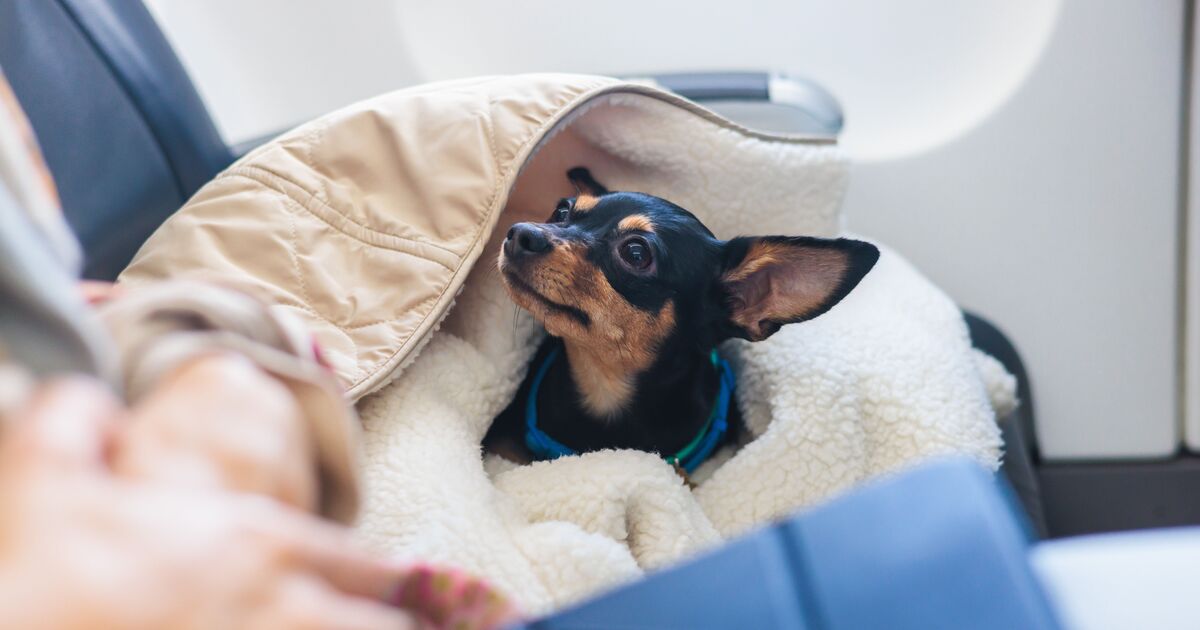 Taking pets to EU may become easier with possible Brexit rule change | Travel News | Travel