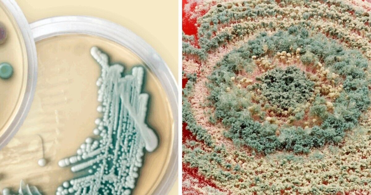 UK warning issued over killer fungus branded 'threat to humanity' | UK | News