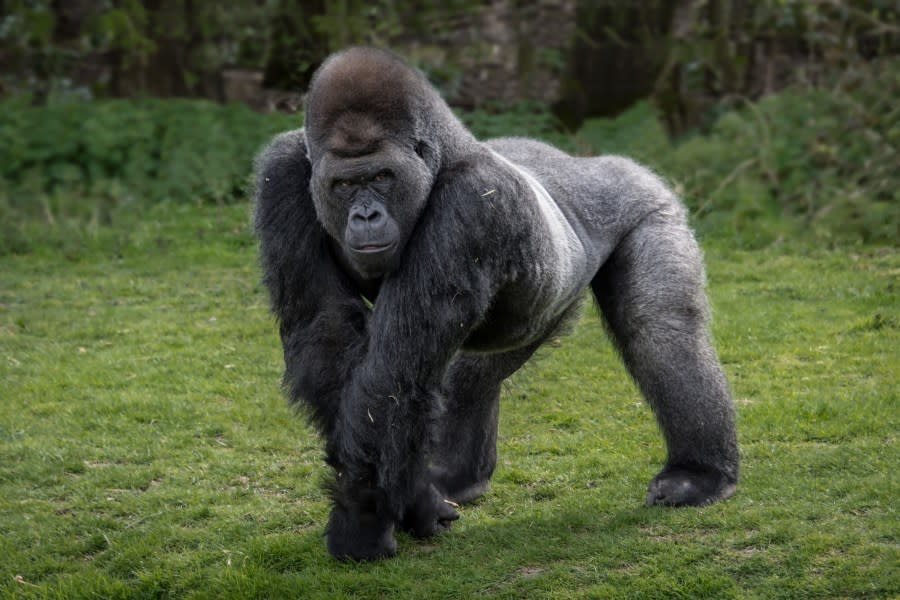 A thought experiment on social media has divided the internet. Would 100 men win in a hypothetical fight against a gorilla? (Getty Images)