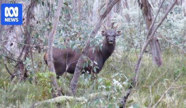 Thermal cameras helping aerial shooters 'effectively' cull feral deer and keep them out of Canberra