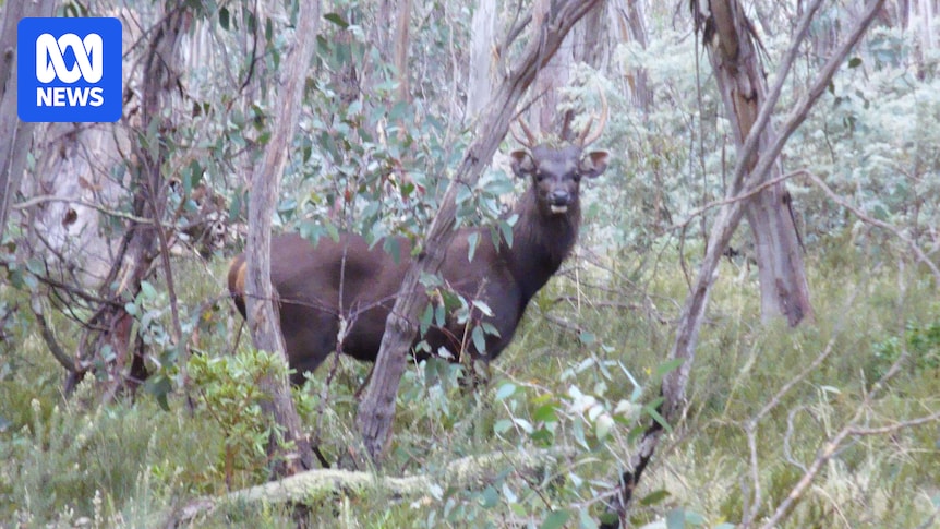 Thermal cameras helping aerial shooters 'effectively' cull feral deer and keep them out of Canberra