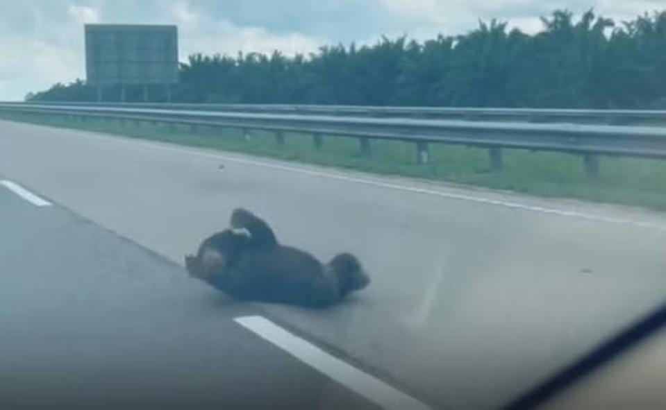 Just last year, a male sun bear was killed while attempting to cross the East Coast Expressway 2, while another was filmed writhing in pain on the same highway in a separate incident.