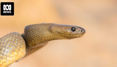 Qld pair teach how to safely handle venomous snakes, tackling 'persistent myths'