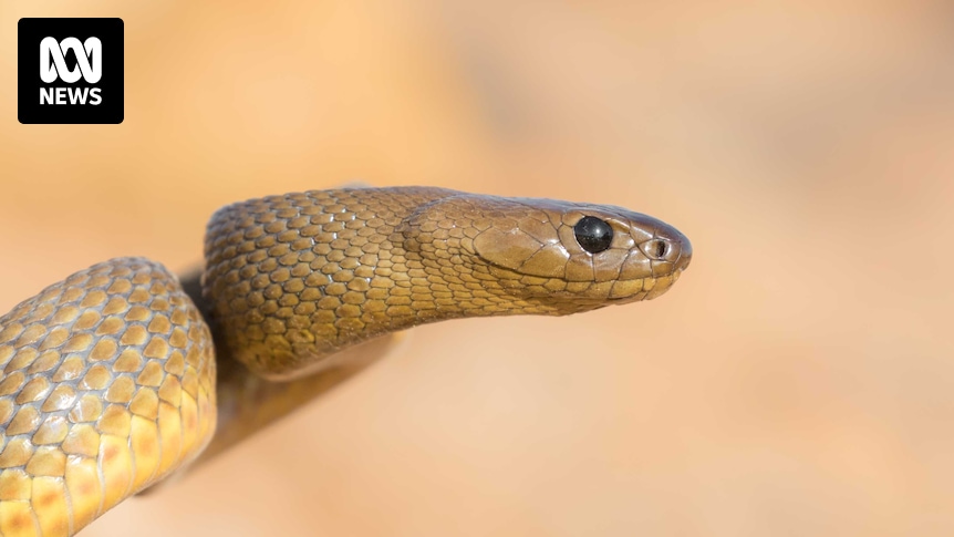 Qld pair teach how to safely handle venomous snakes, tackling 'persistent myths'