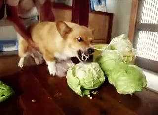 Corgi enthusiastically munches on fresh cabbage heads on a wooden floor