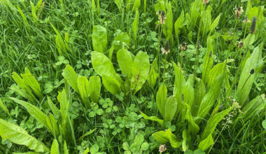 A game-changer for Northern Ireland’s farmers
