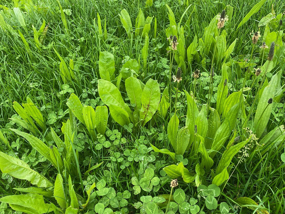 A game-changer for Northern Ireland’s farmers