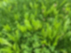 Multi-Species Swards of vegetation 