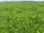 Multi-Species Swards of vegetation in field