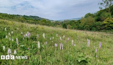 A view of green woodland taken from in a meadow with a few light purple wildflowers in the foreground. The sky is cloudy