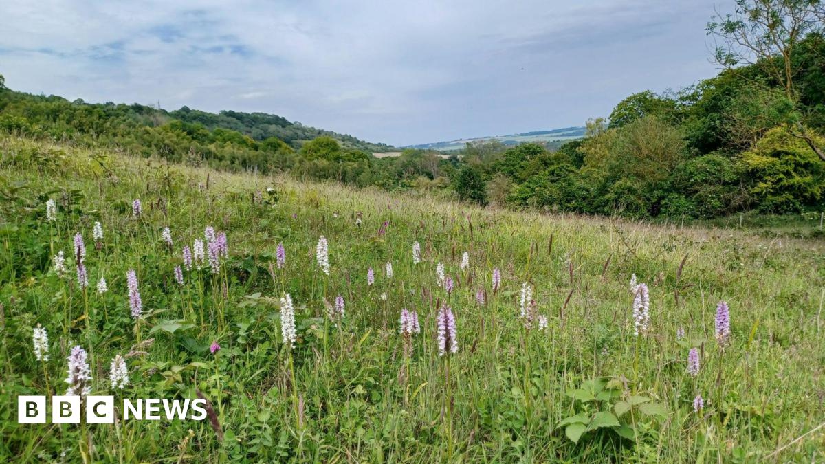 A view of green woodland taken from in a meadow with a few light purple wildflowers in the foreground. The sky is cloudy