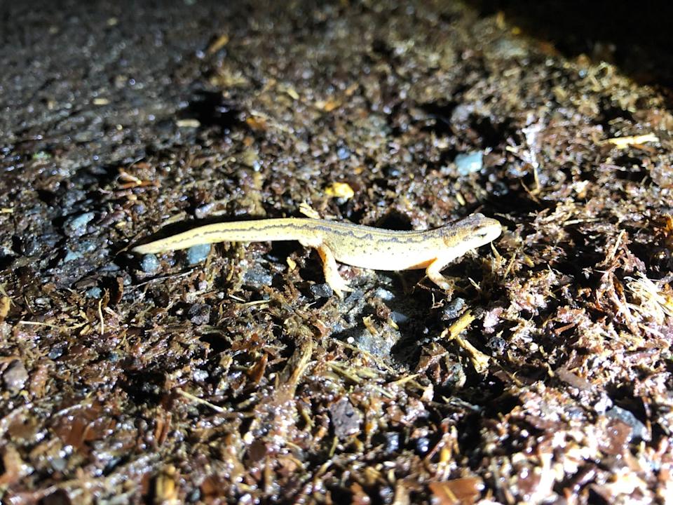 Newts have threatened to block the development of a swimming pool at Boris Johnson’s country manor (Charlcombe Toad Rescue Group/PA)