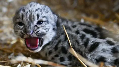 PA Media A new-born snow leopard cub with its mouth open.