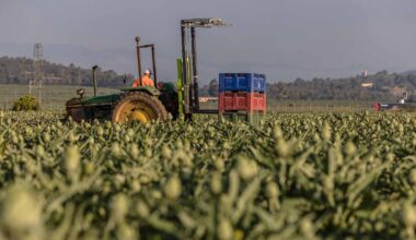 EU farm policy goes under the simplification hammer