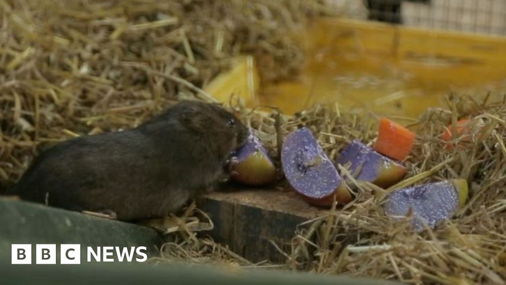 Captive water vole nibbles on one of four slices of glitter-coloured apple