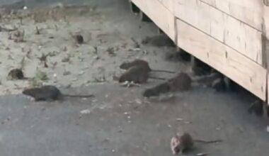 NI Council reveal findings of investigation into ‘rodent activity’ on busy walkway after ‘concerning’ video emerges