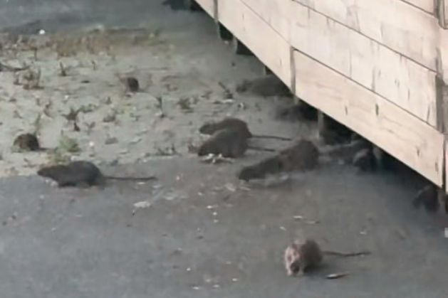 NI Council reveal findings of investigation into ‘rodent activity’ on busy walkway after ‘concerning’ video emerges